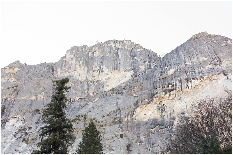 Yosemite valley pine trees