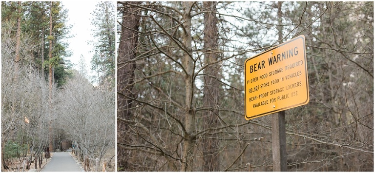 beware of bears