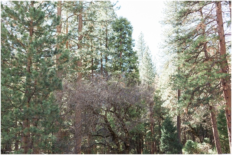 pine trees in yosemite valley