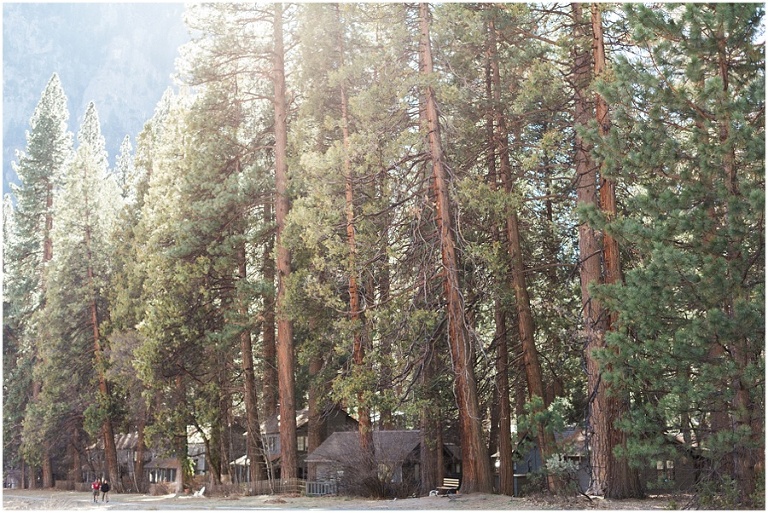 pine grove in Yosemite