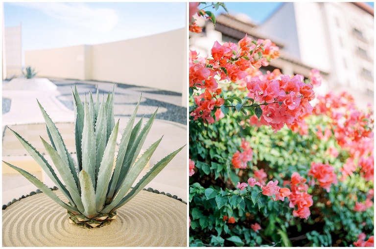 agave plant and bougainvillea